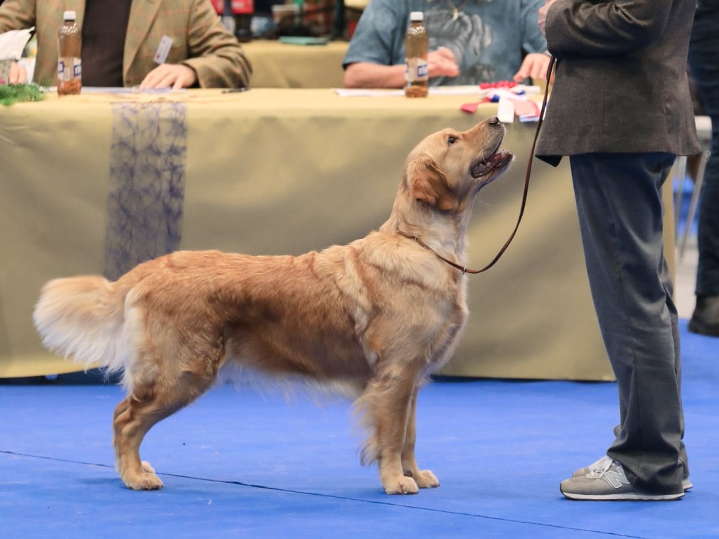 Nusha on a dog show